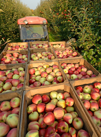 Harvesting and Preparation