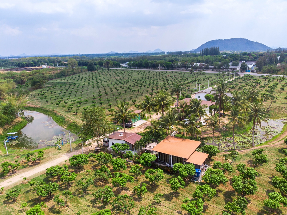 1 Lao Khwan Plantation, Kanchanaburi — mature Nam Dok Mai mango tree