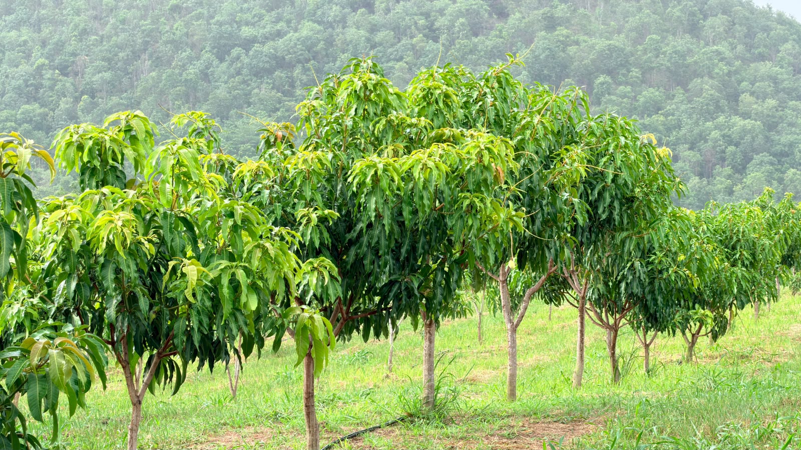 Chom Bueng Plantation, Ratchaburi
