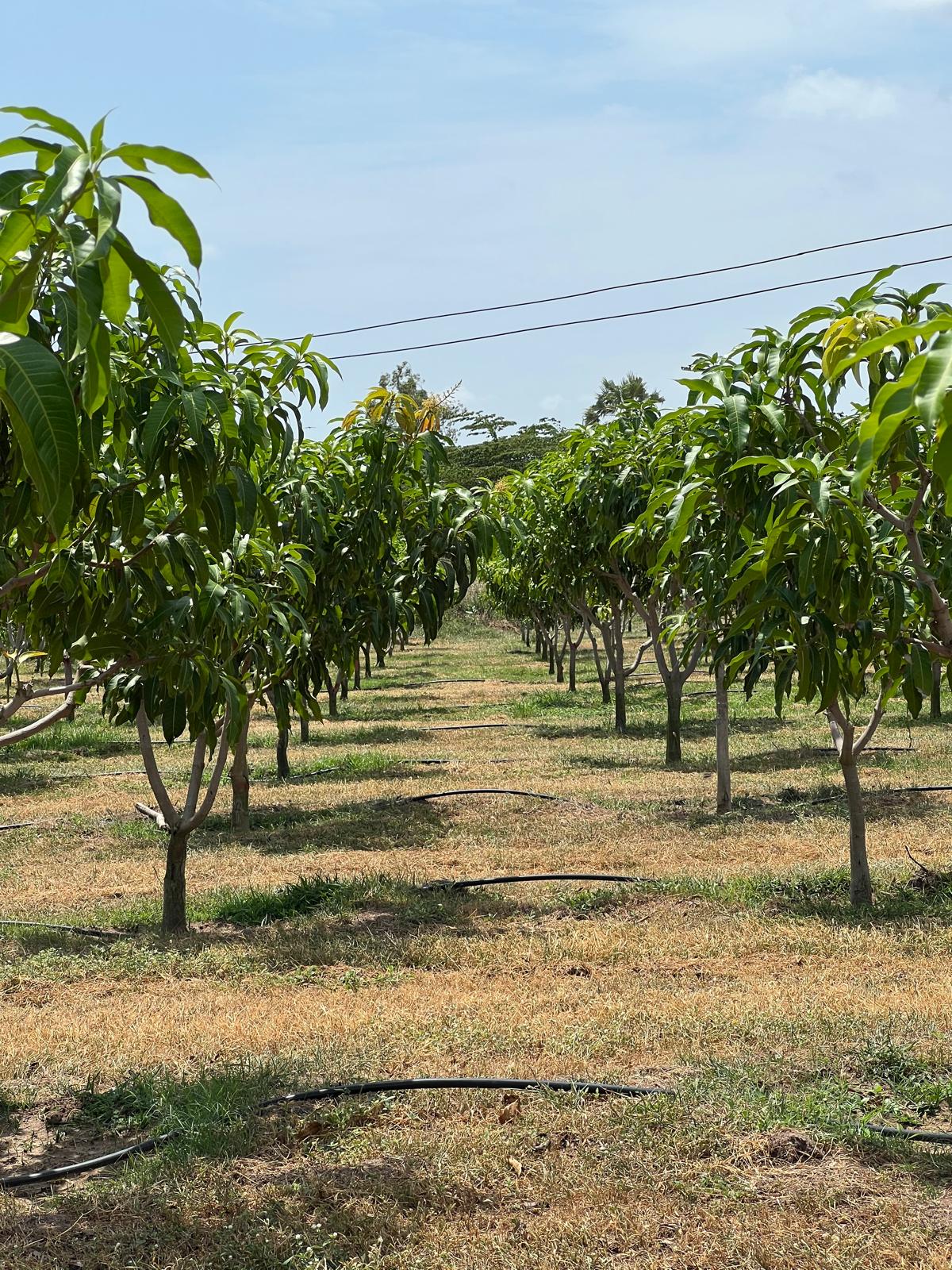 Lao Khwan Plantation, Kanchanaburi