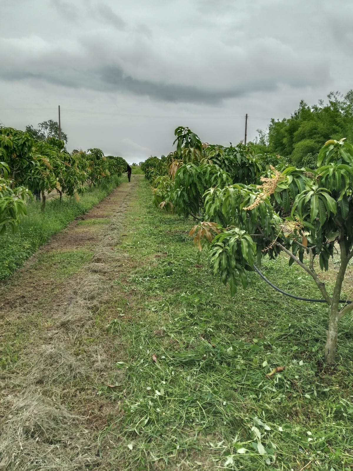Sriracha Plantation, Chon Buri