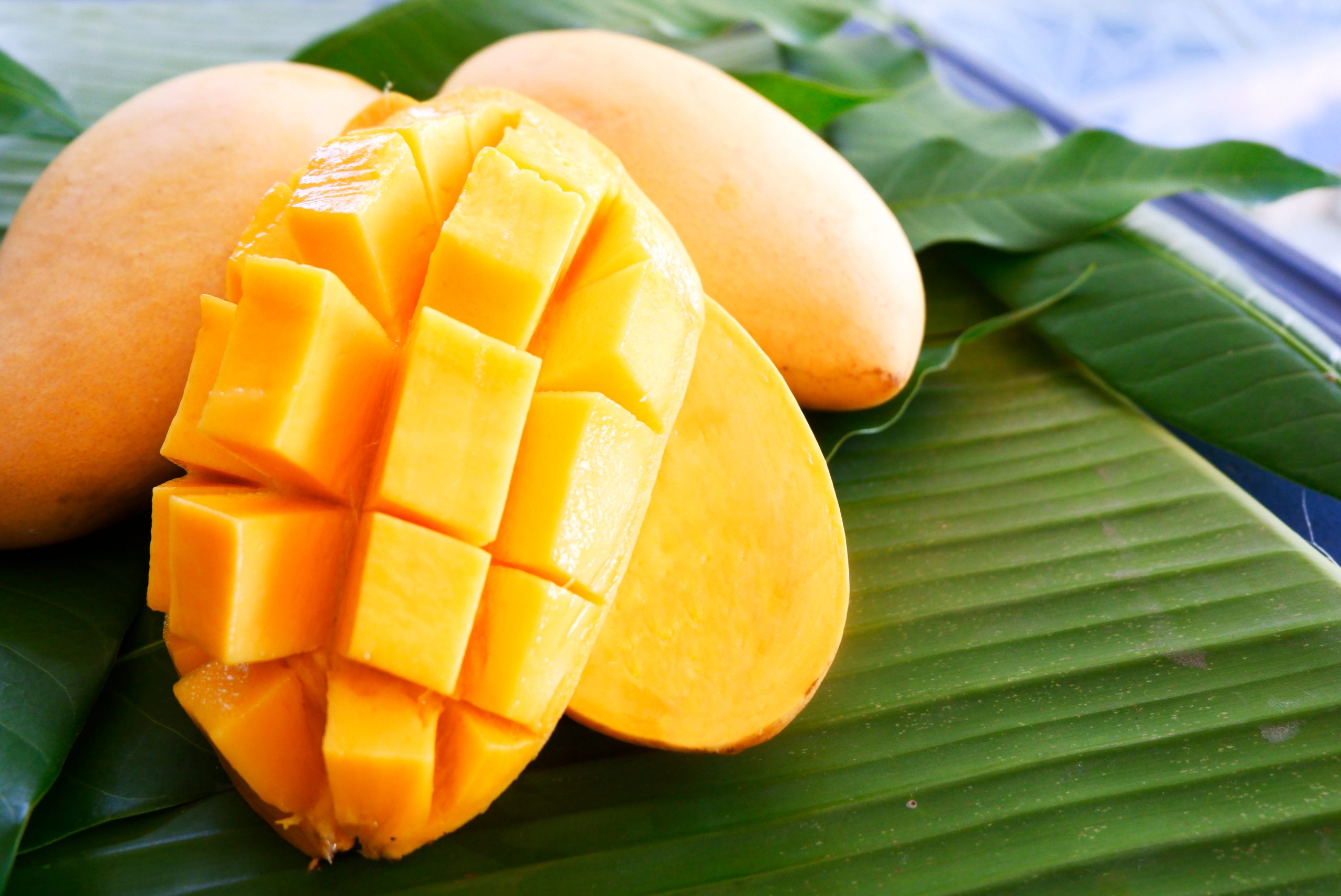 DelPingo mango plantation and export operations, Thailand