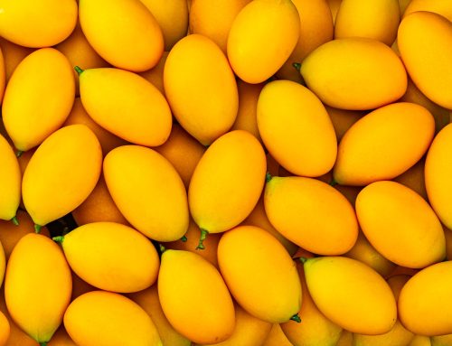 Nam Dok Mai Mango Season: A Harvest Calendar for International Buyers