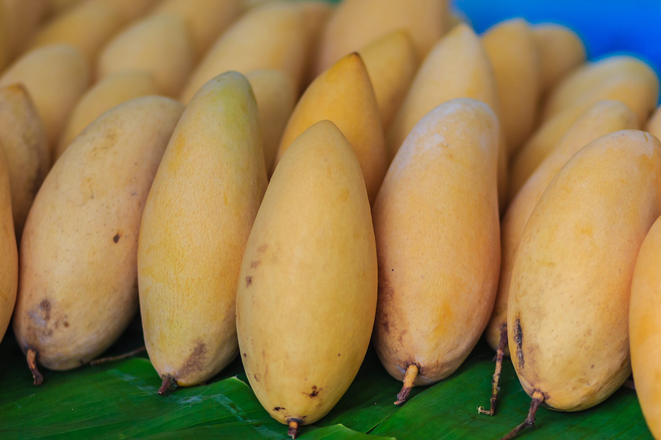 DelPingo Nam Dok Mai mango plantation in Thailand
